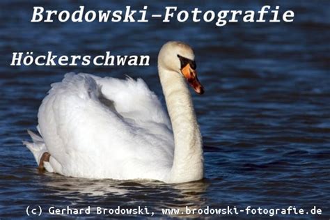 schwan steckbrief|höckerschwanen steckbrief pdf.